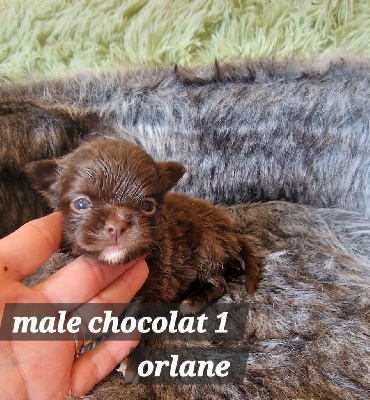 male chocolat