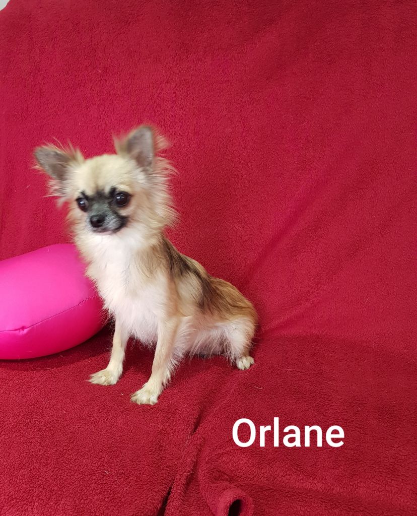 Orlane Des Chtichihuahuas