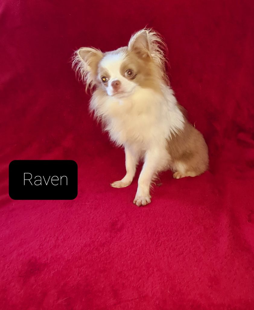 Raven Des Minis Pepites