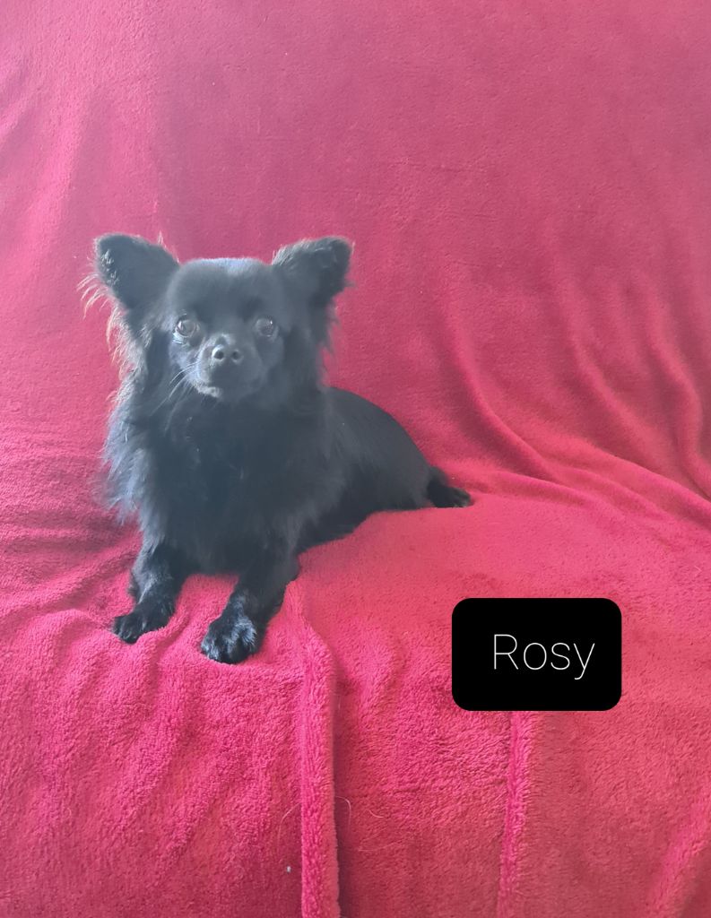 Rosy Des Chtichihuahuas