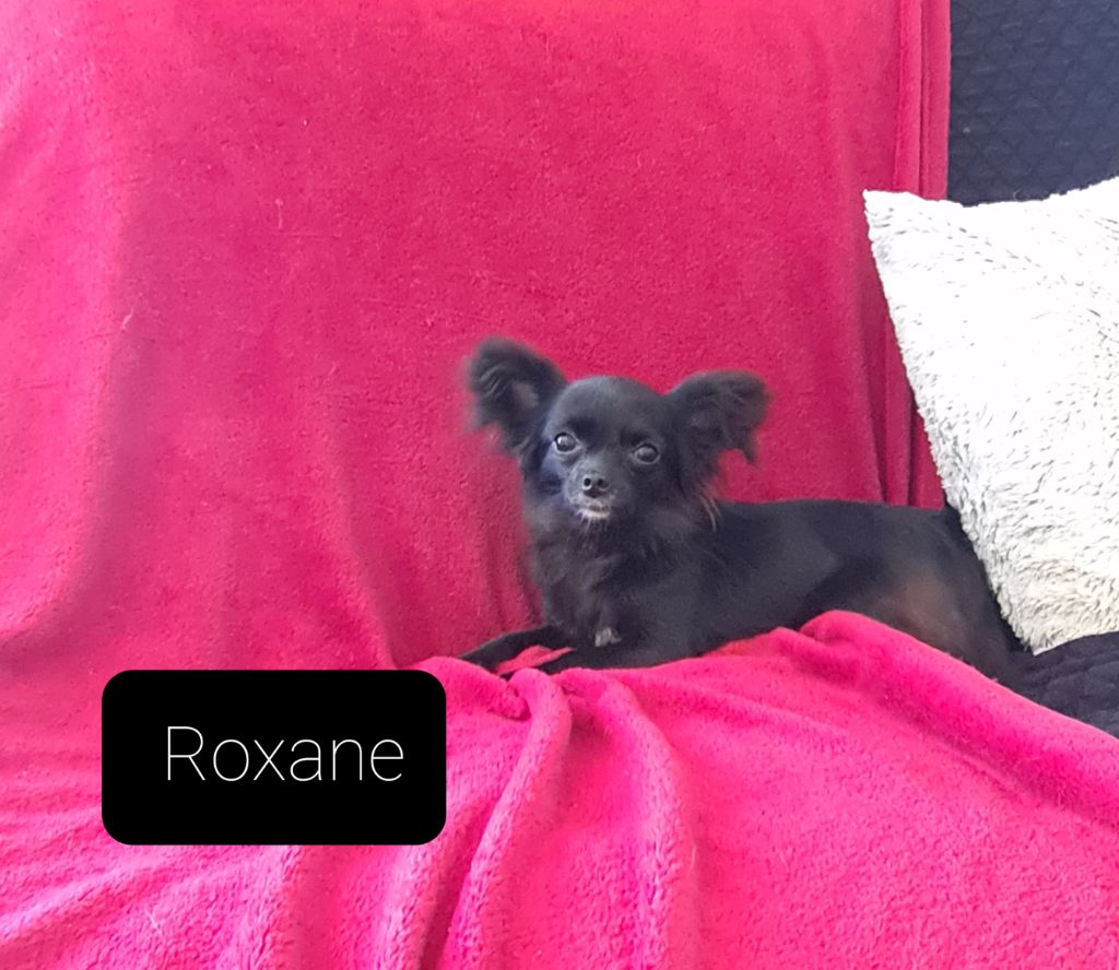 Roxane Des Chtichihuahuas